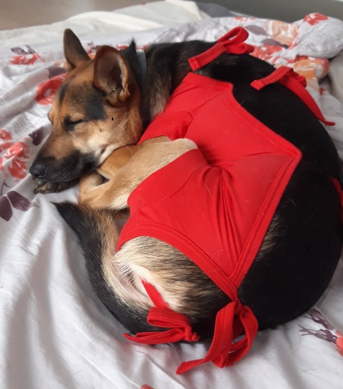 Na zdjęciu widoczna jest suczka owczarka niemieckiego śpiąca na łóżku swoich Opiekunów ubrana w specjalny kubraczek pooperacyjny