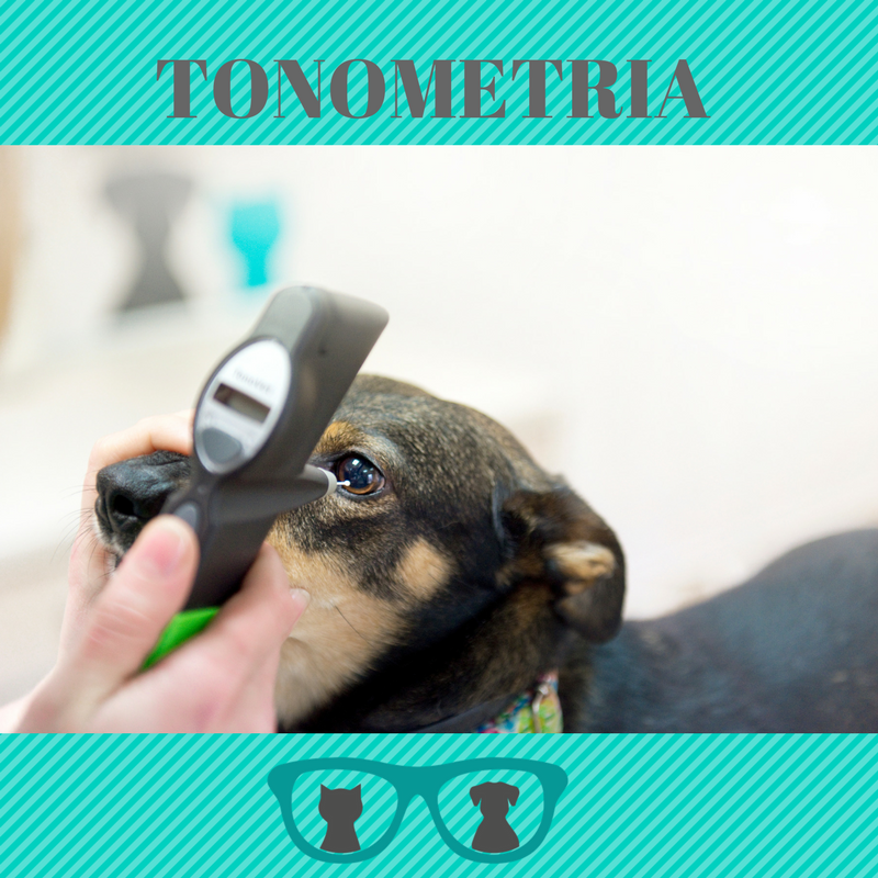 Na zdjęciu widoczny jest pies w trakcie badania ciśnienia w gałce ocznej za pomocą tonometru