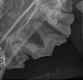 Na zdjęciu widoczne jest zdjęcie RTG stomatologiczne, na którym pokazane są zęby psa z widocznymi korzeniami