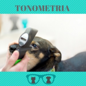 Na zdjęciu widać pacjenta psa, który jest poddawany badaniu ciśnienia w gałce ocznej. Do oka pacjenta przyłożony jest specjalny przyrząd o nazwie tonometr