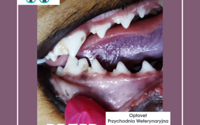 Hipoplazja szkliwa u psów, jak ją rozpoznać i jak leczyć.