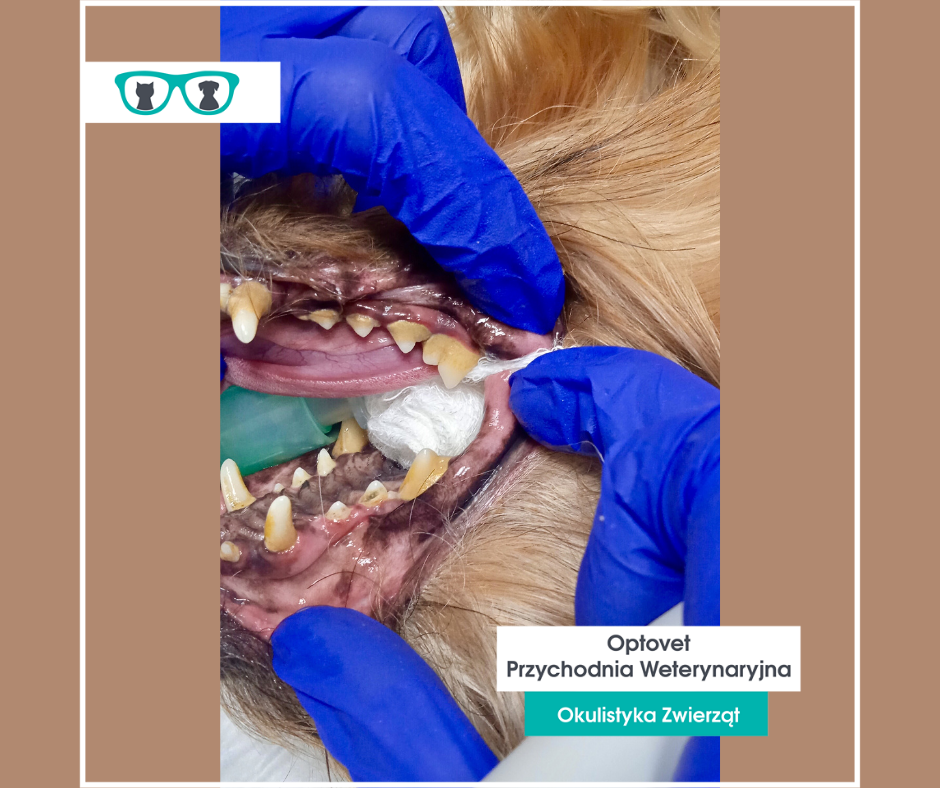 Na zdjęciu widoczne jest uzębienie psa w trakcie premedykacji i trwającego zabiegu sanacji. Na zębach widoczny jest bardzo duży kamień nazębny wraz z osadem. Takie problemy powodują często nieświeży oddech u psa i kota