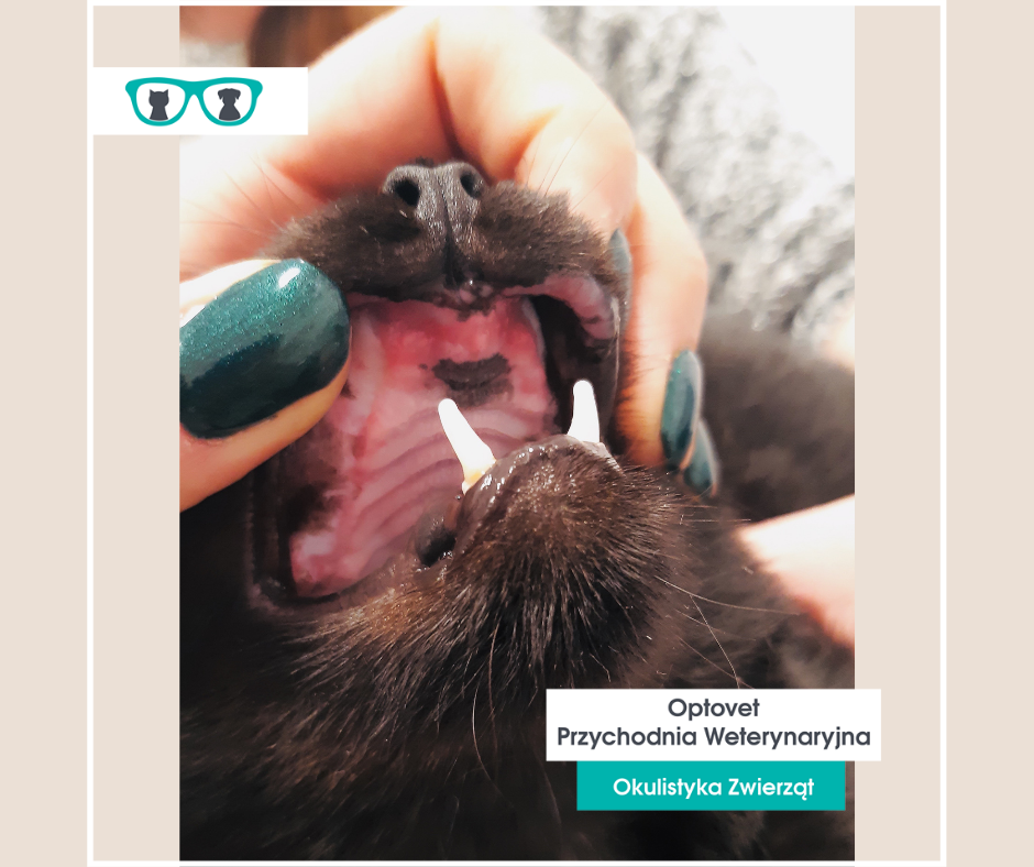 Na zdjęciu widoczne jest uzębienie kota z widocznymi ubytkami w ilości zębów. Na podniebieniu widoczne są liczne nadżerki, które mogą powodować, że powstaje nieświeży oddech u psa i kota