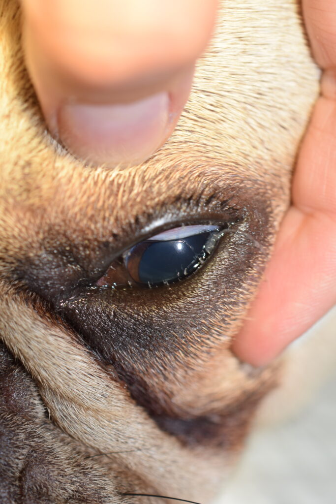 Na zdjęciu widoczne jest przybliżenie na psie oko u psa rasy buldog francuski. Pacjent ma rozchylone powieki przez lekarza weterynarii