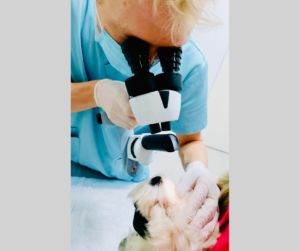 Na zdjęciu widoczny jest lekarz weterynarii w trakcie badania lampą szczelinową u psa rasy maltańczyk