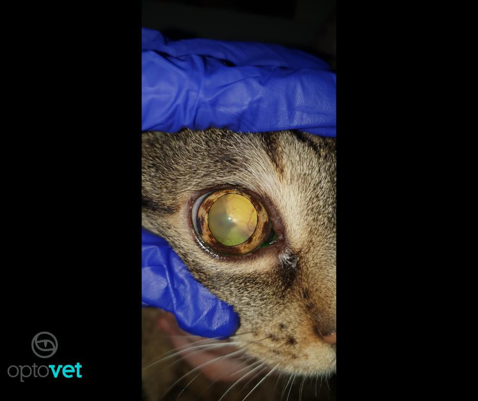 Na zdjęciu widać lekarza weterynarii trzymającego powieki kota. Widoczna jest odwarstwiona siatkówka oraz zmiany barwnikowe na tęczówce