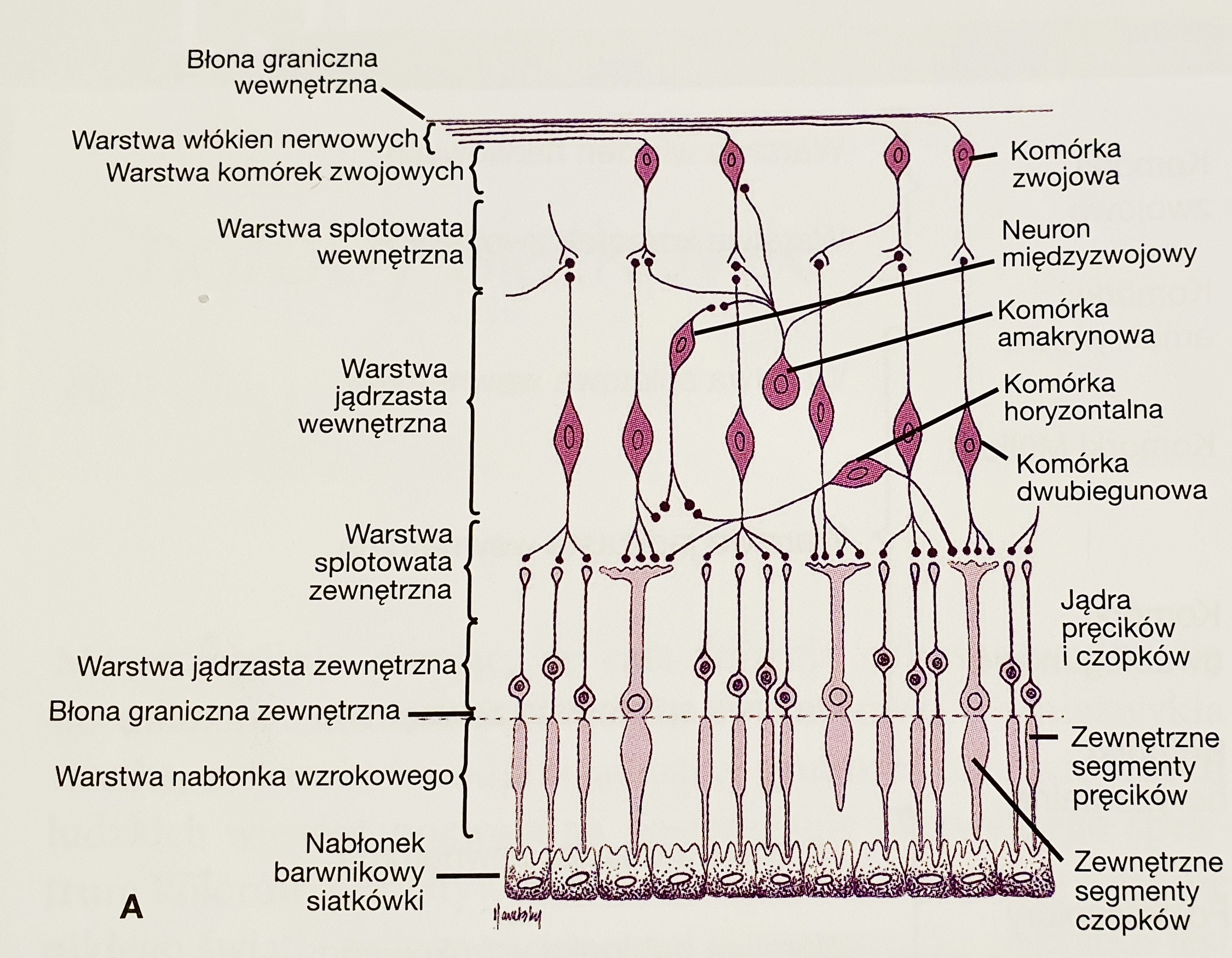 Na zdjęciu widoczny jest schemat budowy siatkówki
