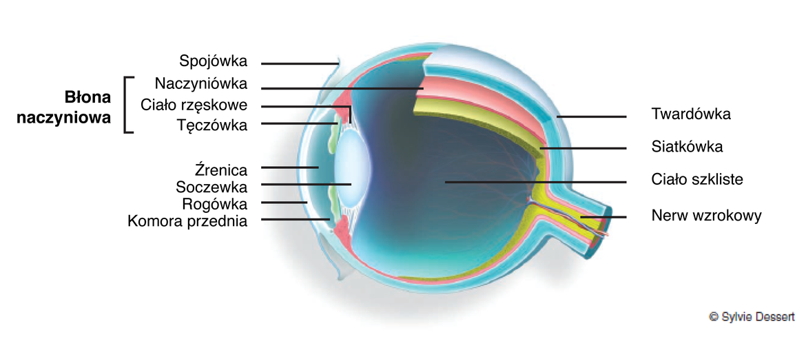 Schemat budowy gałki ocznej